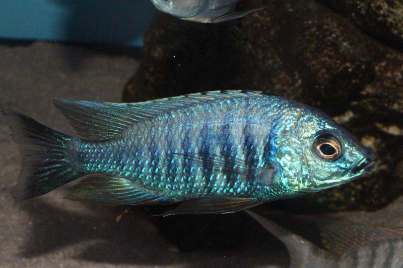 Copadichromis azureus 'Mbenji Island'
